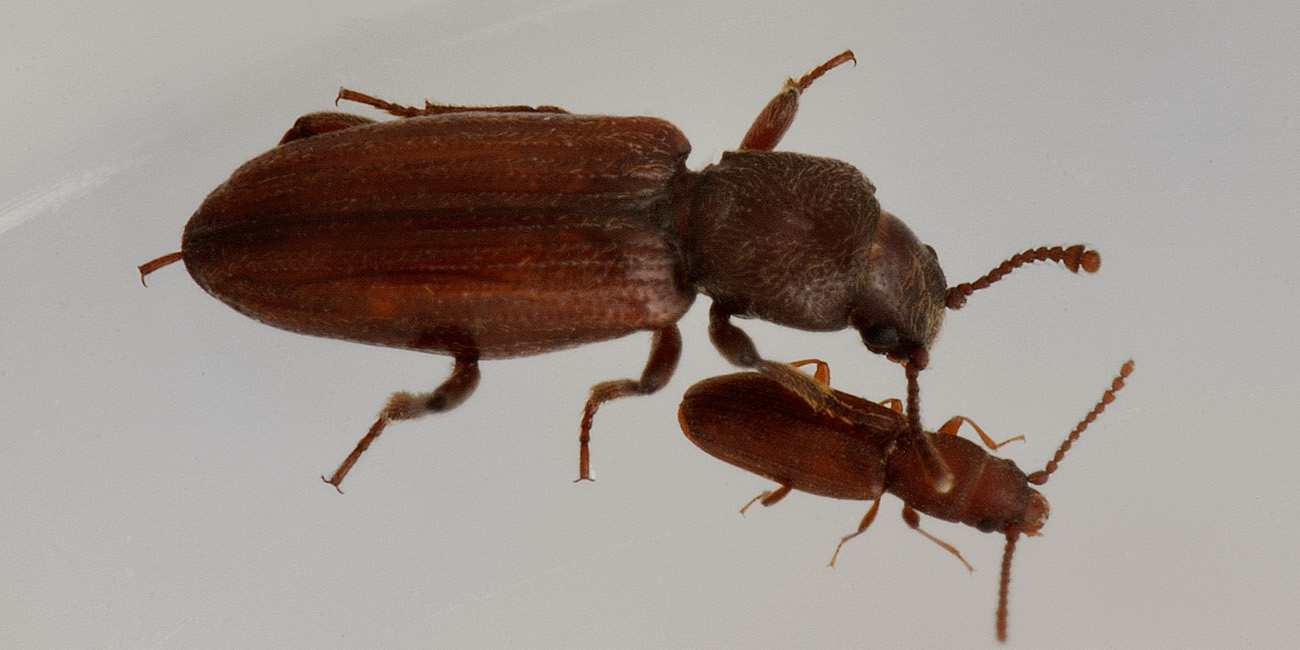 Bothrideres bipunctatus (Bothrideridae) e Cryptolestes cfr. duplicatus (Laemophloeidae)